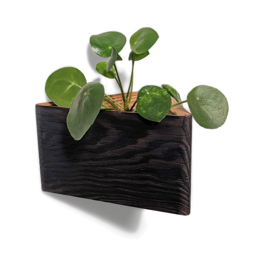 Geometric wall planter in torched brushed brown reclaimed wood, mounted with a pilea plant