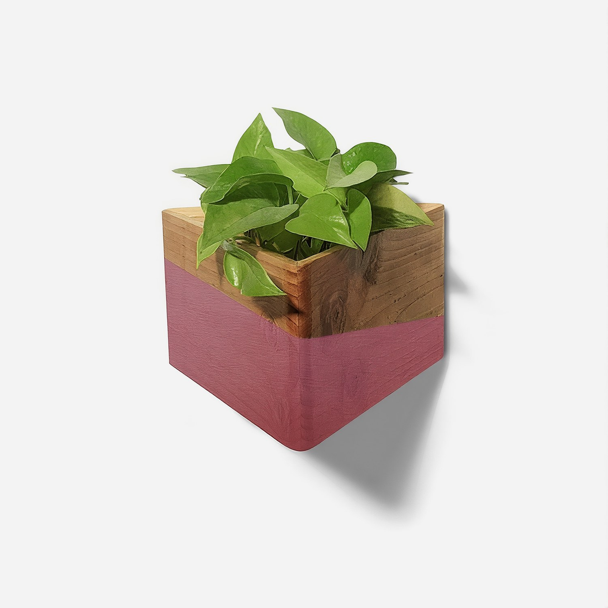 Triangle wall planter with a pink painted lower half and natural wood top band, holding a pothos plant, wall mounted