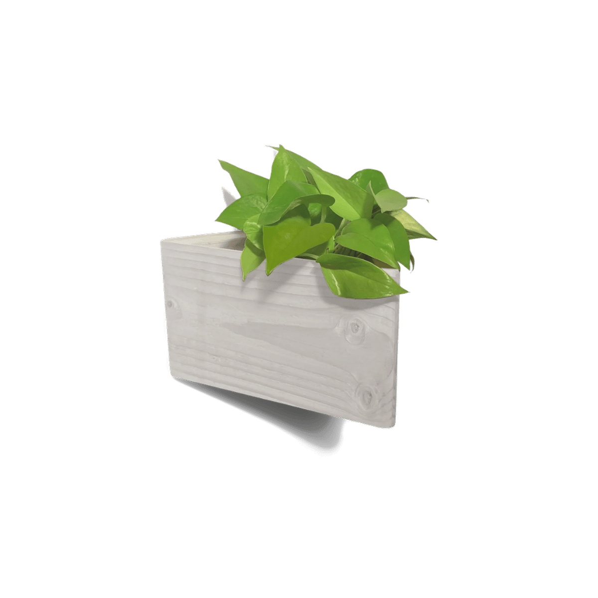 Triangle wall planter in stained white reclaimed wood with a pothos plant, wall mounted