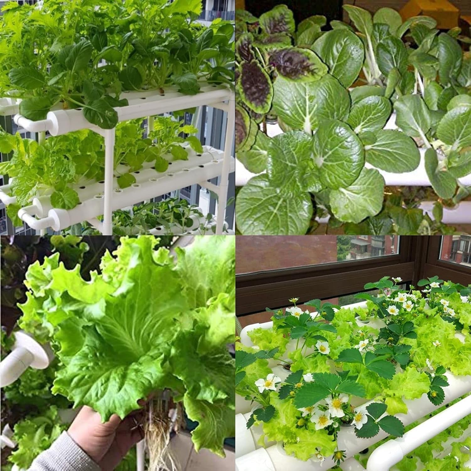 Complete Indoor Hydroponic Growing Solution