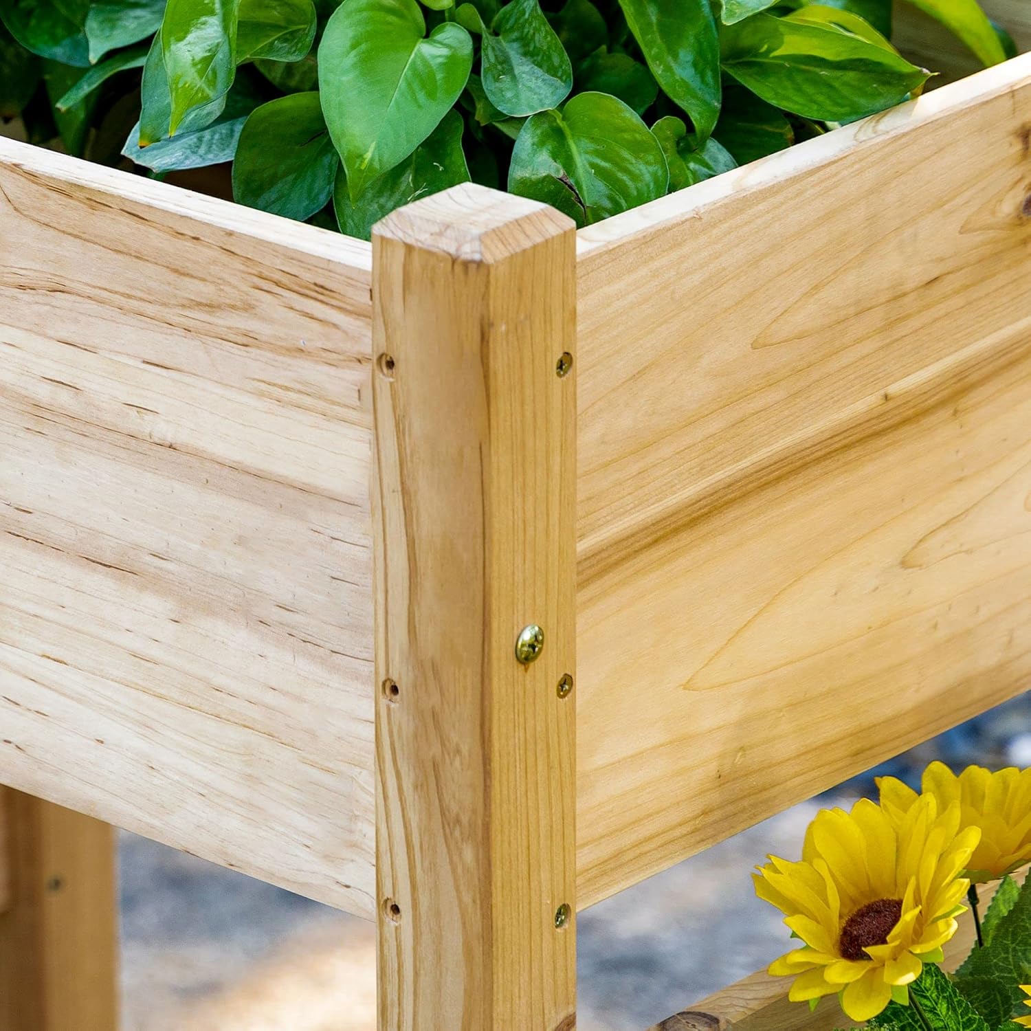Close-up of a wooden raised garden bed with green plants and yellow flowers.