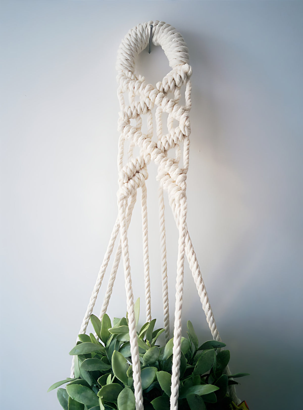 Macrame plant hanger made from cotton cord, holding a leafy green plant.