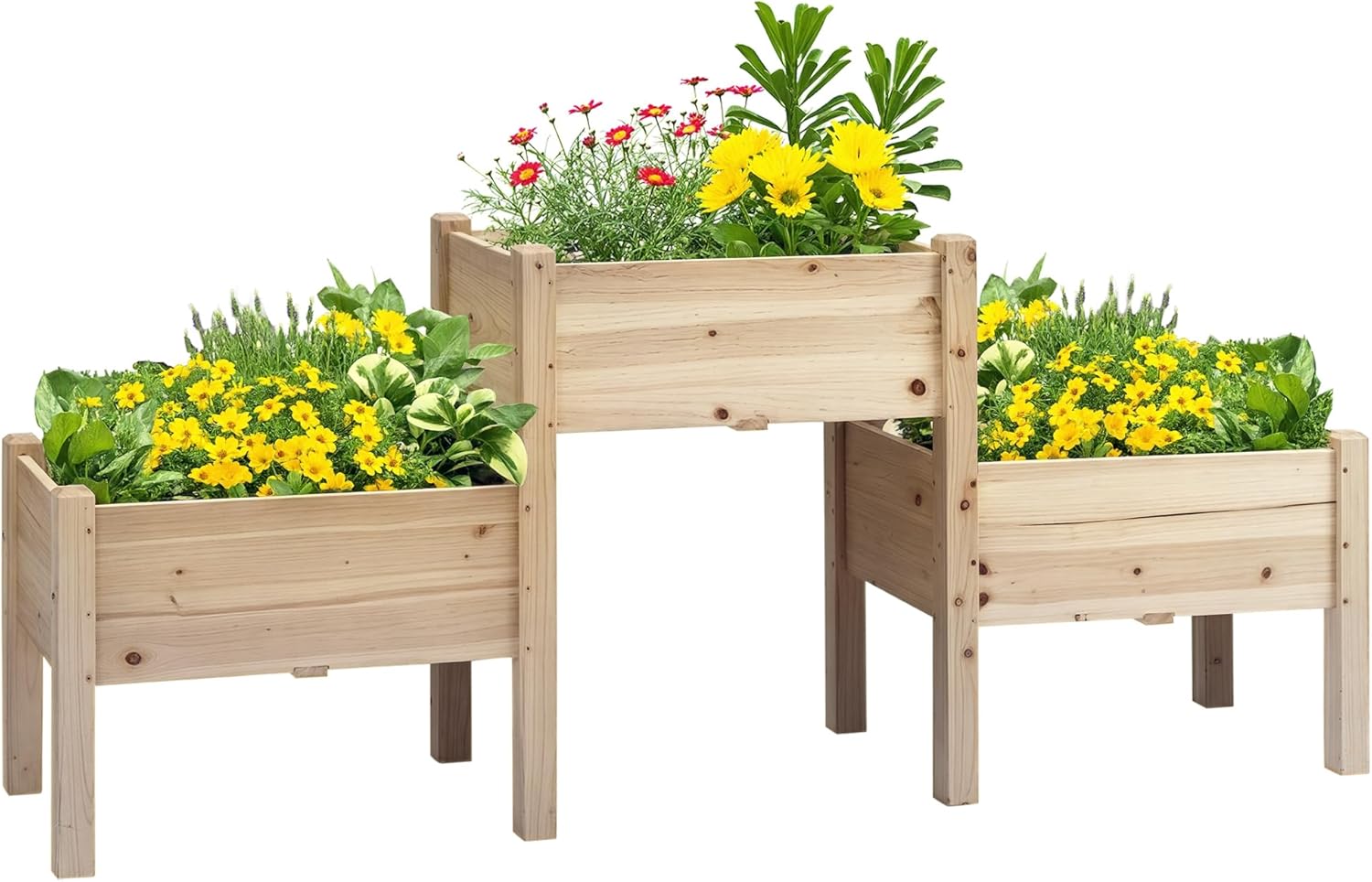 Three wooden raised garden beds with plants on a white background
