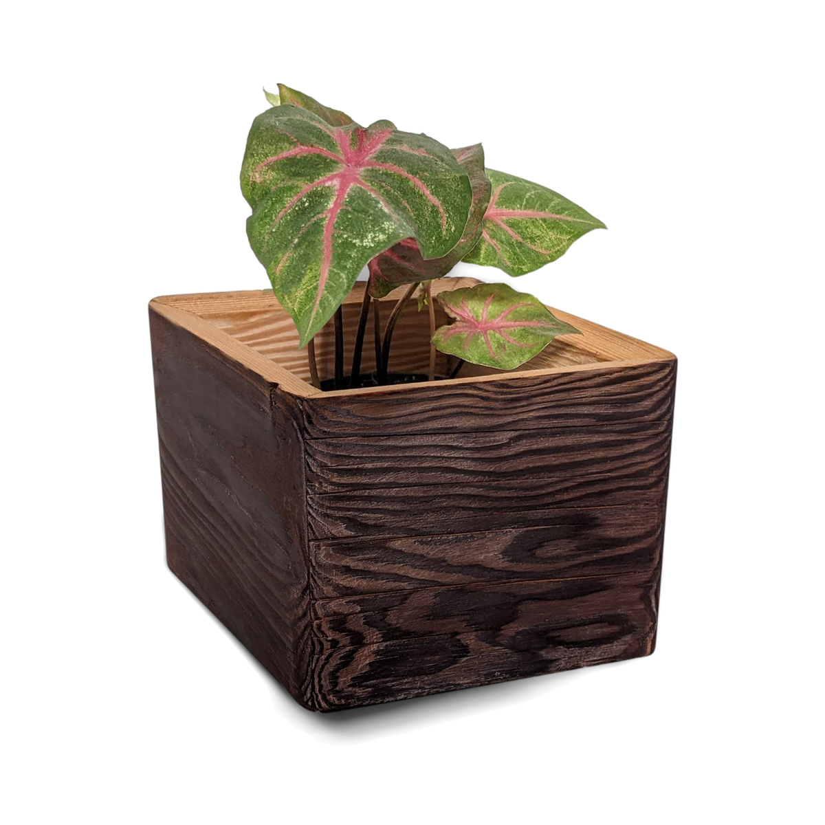Brushed brown torched wooden wall planter with a natural lip and a leafy plant