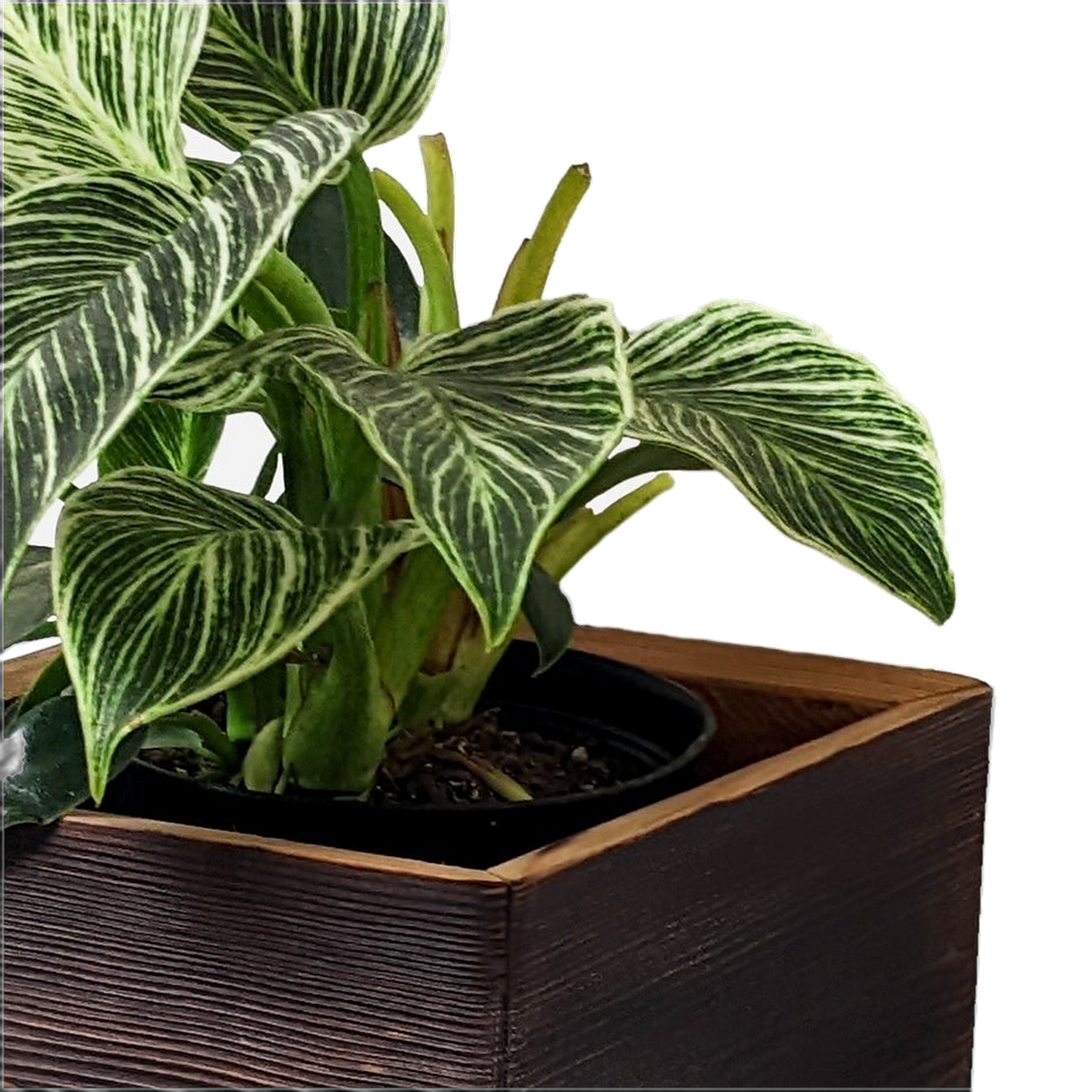 Inner nursery pot sitting in the well of the self watering wall planter (close-up detail)