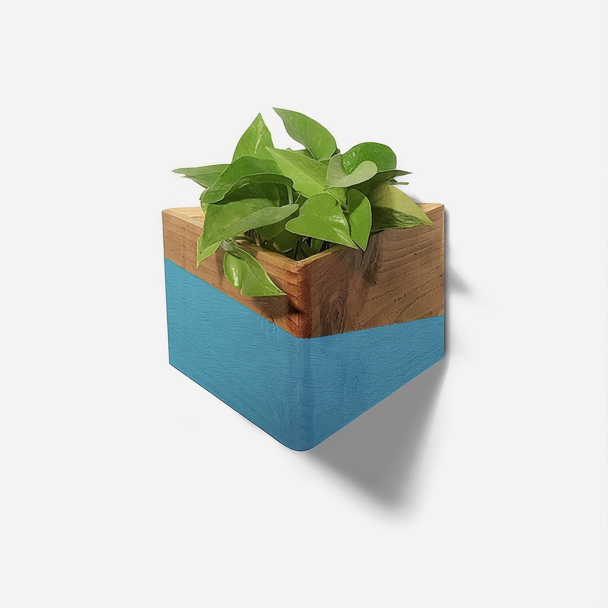 Triangle wall planter with a blue painted lower half and natural wood top band, holding a pothos plant, wall mounted