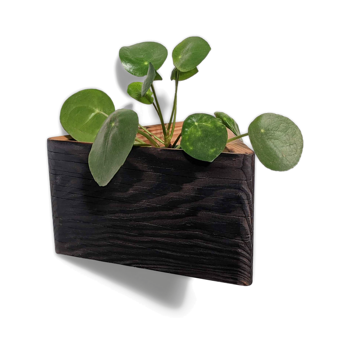 Geometric wall planter in torched brushed brown reclaimed wood, mounted with a pilea plant