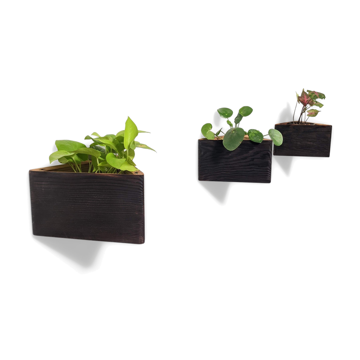 Three brushed brown triangle wall planters with plants, mounted on a wall