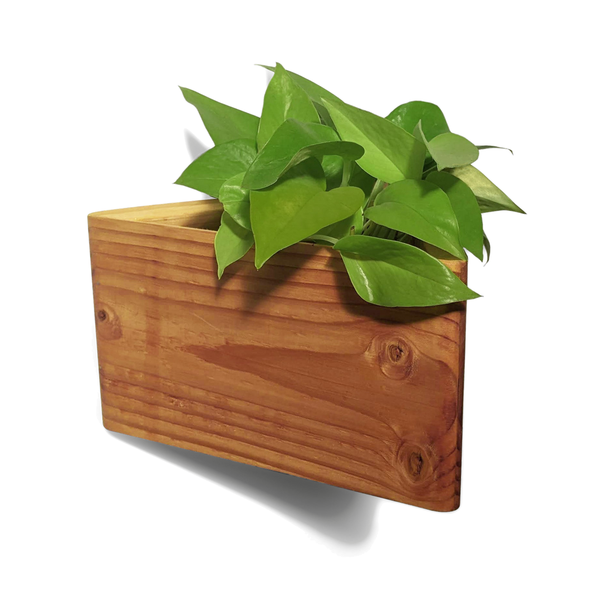 Triangle wall planter in natural tung oil reclaimed wood with a pothos plant