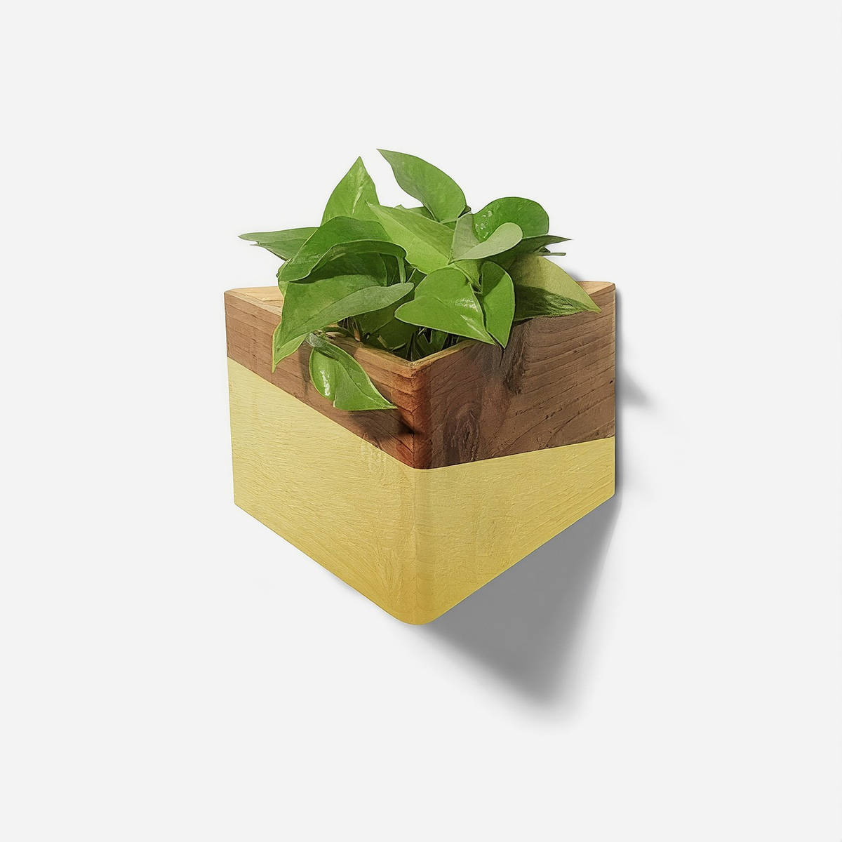 Triangle wall planter with a yellow painted lower half and natural wood top band, holding a pothos plant, wall mounted